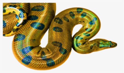 Transparent Yellow Snake Clipart - High Yellow Boa Constrictor, HD Png Download, Transparent PNG