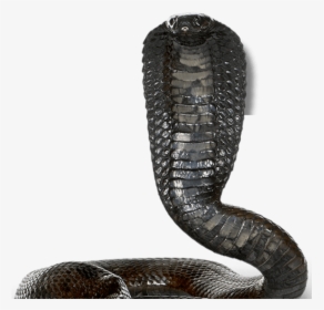 Egyptian Cobra White Background, HD Png Download, Transparent PNG