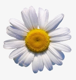 White Daisy // This Would Look Grrr88 In A Flower Crown - Daisy Transparent, HD Png Download, Transparent PNG