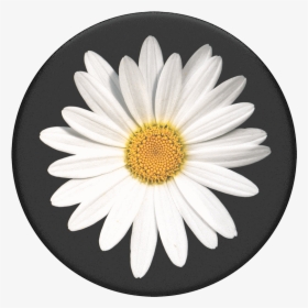 White Daisy Popsocket, HD Png Download, Transparent PNG