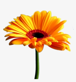 Bouquet Pencil And In - Beautiful Full Hd Flower, HD Png Download, Transparent PNG