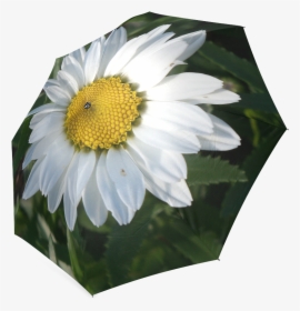 White Daisy Foldable Umbrella - Oxeye Daisy, HD Png Download, Transparent PNG