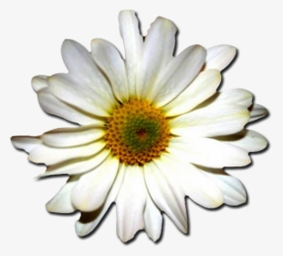 Daisy,chamomile,oxeye Plant,camomile,daisy Family,daisy,african - Feliz Dia De Tu Santo Gif Josefa, HD Png Download, Transparent PNG