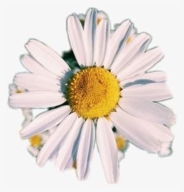 Photo Photography Daisy Af Aesthetic Flower White White - White Aesthetic Flower Png, Transparent Png, Transparent PNG