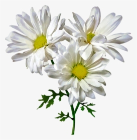 Oxeye Daisy, HD Png Download, Transparent PNG