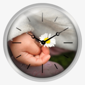 White Daisy In Baby Hand - Wall Clock, HD Png Download, Transparent PNG