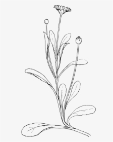 Field Daisy Black White Line Art 555px - Plant Line Drawing Png, Transparent Png, Transparent PNG