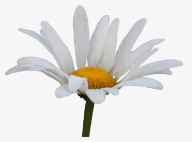 Daisy Transparent, HD Png Download, Transparent PNG