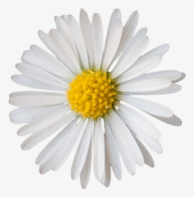 Vegetation Daisie 05 - Small Daisy Clip Art, HD Png Download, Transparent PNG