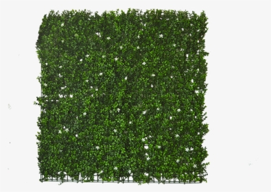 Transparent Green Wall Texture Png - Mos Plant Png, Png Download, Transparent PNG