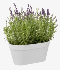 French Lavender, HD Png Download, Transparent PNG