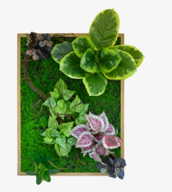 Green Wall Decoration With Frame De002-8060wd - Red Clover, HD Png Download, Transparent PNG