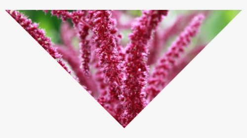 Some Of The Best Known Herbs Used For Horchata Are - Amaranth, HD Png Download, Transparent PNG