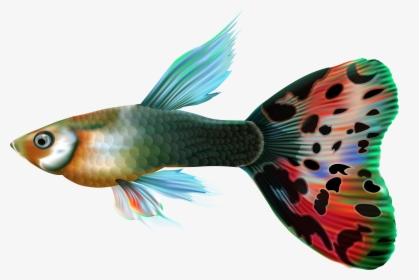 Male Guppy Png Clip - Guppies With Transparent Background, Png Download, Transparent PNG