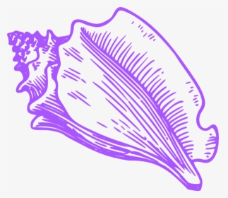 Shells Clipart Purple Clipart - Conch Shell Cartoon Art, HD Png Download, Transparent PNG