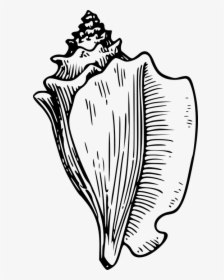 Conch Shell Clipart - Conch Shell Black And White Clipart, HD Png Download, Transparent PNG