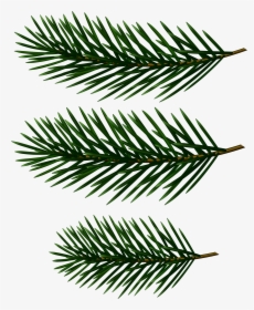 Transparent Pine Clipart - Pine Tree Branch Clip Art, HD Png Download, Transparent PNG