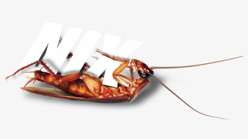 Terminix Roach - Cockroach, HD Png Download, Transparent PNG
