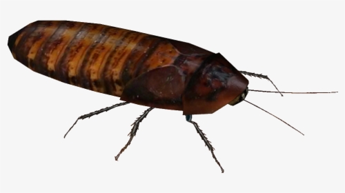 Madagascar Hissing Cockroach, HD Png Download, Transparent PNG