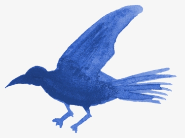 Blue Jay, HD Png Download, Transparent PNG