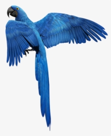 #blue #bird #flying #fly #heaven #birds #mq - Blue Parrot Bird Png, Transparent Png, Transparent PNG