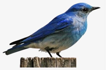 Mountain Bluebird, HD Png Download, Transparent PNG