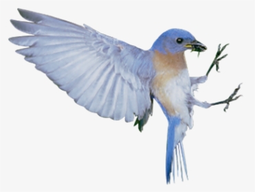 The Blue Bird Syndrome Happiness - Bird Spider, HD Png Download, Transparent PNG
