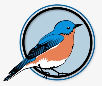 Eastern Bluebird, HD Png Download, Transparent PNG
