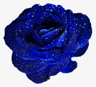 Blue Roses Png, Transparent Png, Transparent PNG