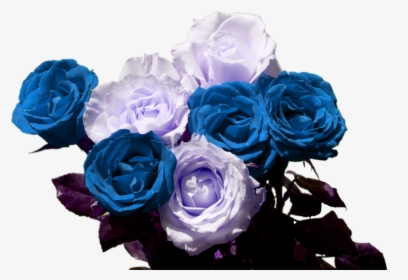 White Roses Wallpaper Hd, HD Png Download, Transparent PNG