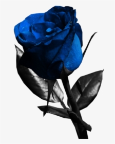 Blue Rose Psd, HD Png Download, Transparent PNG
