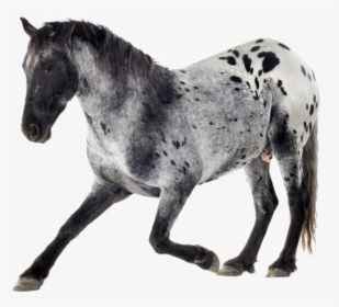 Grey And White Horses Appaloosa, HD Png Download, Transparent PNG