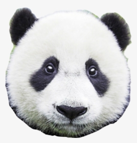 #panda #head #face #pandas #pandalove #pandabear #pandabears - Panda Bear Close Up, HD Png Download, Transparent PNG