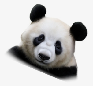 Panda, HD Png Download, Transparent PNG