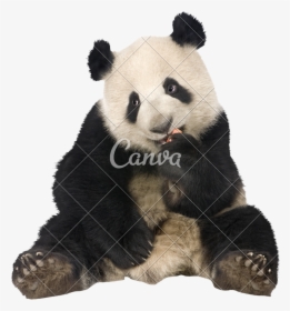 Clip Art Panda Bear Image - Panda Bear Sitting, HD Png Download, Transparent PNG