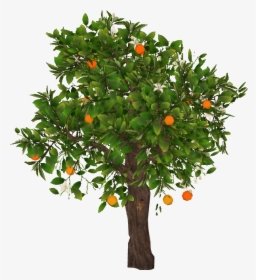Orangetree Slice - Mandarin Tree Png, Transparent Png, Transparent PNG
