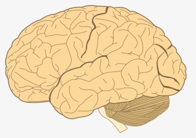 Lobes Of The Brain, HD Png Download, Transparent PNG