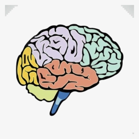 Lobes Of The Cerebrum - Sections Of A Brain, HD Png Download, Transparent PNG