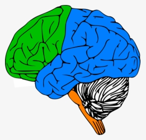 Luria Clip Art At Clker Com Vector - Outline Of Human Brain, HD Png Download, Transparent PNG