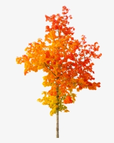 Plant,black Maple,plant Stem,plane,deciduous - Autumn Tree Png, Transparent Png, Transparent PNG