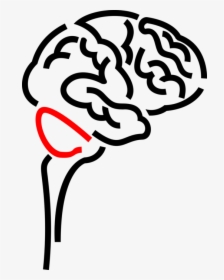 Vector Illustration Of Human Brain Organ Serves As - Brain Png Vector, Transparent Png, Transparent PNG