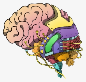 Transparent Human Brain Png - Brain Intelligence Clipart, Png Download, Transparent PNG