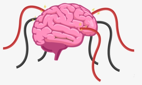 The Human Brain Is A Hive Of Electrical Activity With - Parts Of The Brain Grade 4, HD Png Download, Transparent PNG