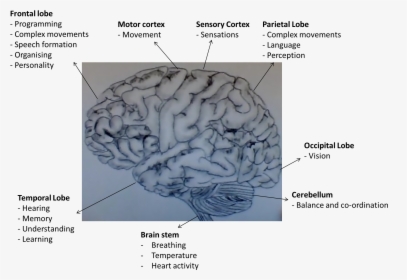 Functions Of Areas Of The Human Brain - Human Brain With Dementia, HD Png Download, Transparent PNG