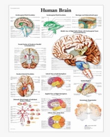 Anatomical Chart - Human Brain - Human Brain Anatomy Poster, HD Png Download, Transparent PNG