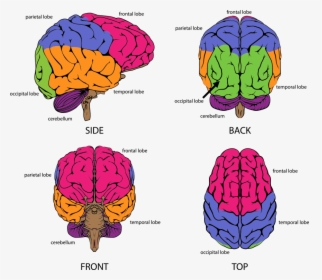Part Of The Brain Controls Reading, HD Png Download, Transparent PNG