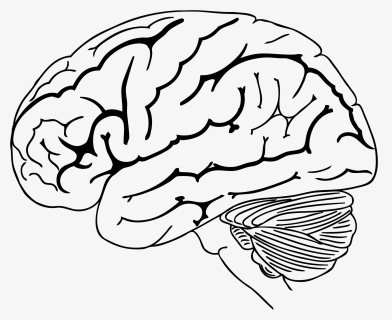 Clip Art Collection Of Free Drawing - Brain Drawing Png, Transparent Png, Transparent PNG