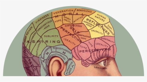 Brain - Brain Psychology Head, HD Png Download, Transparent PNG