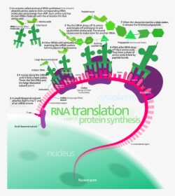 Translation Biology, HD Png Download, Transparent PNG