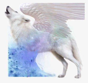 #wolf #mystery #galaxy #angel #white #eyes - White Fox No Background, HD Png Download, Transparent PNG